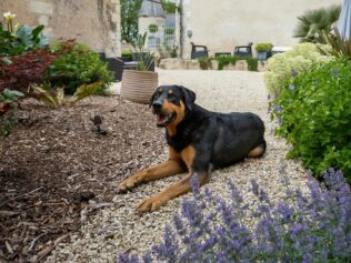 Gite manoir de la Mazeraie (20)