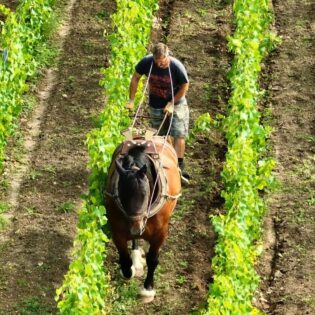 Vins domaine de la Mazeraie