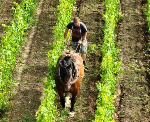 Vins domaine de la Mazeraie