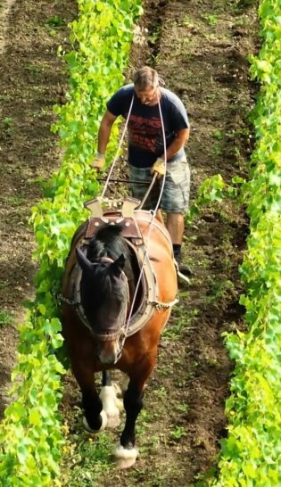 Vins domaine de la Mazeraie