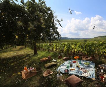 pique nique dans les vignes